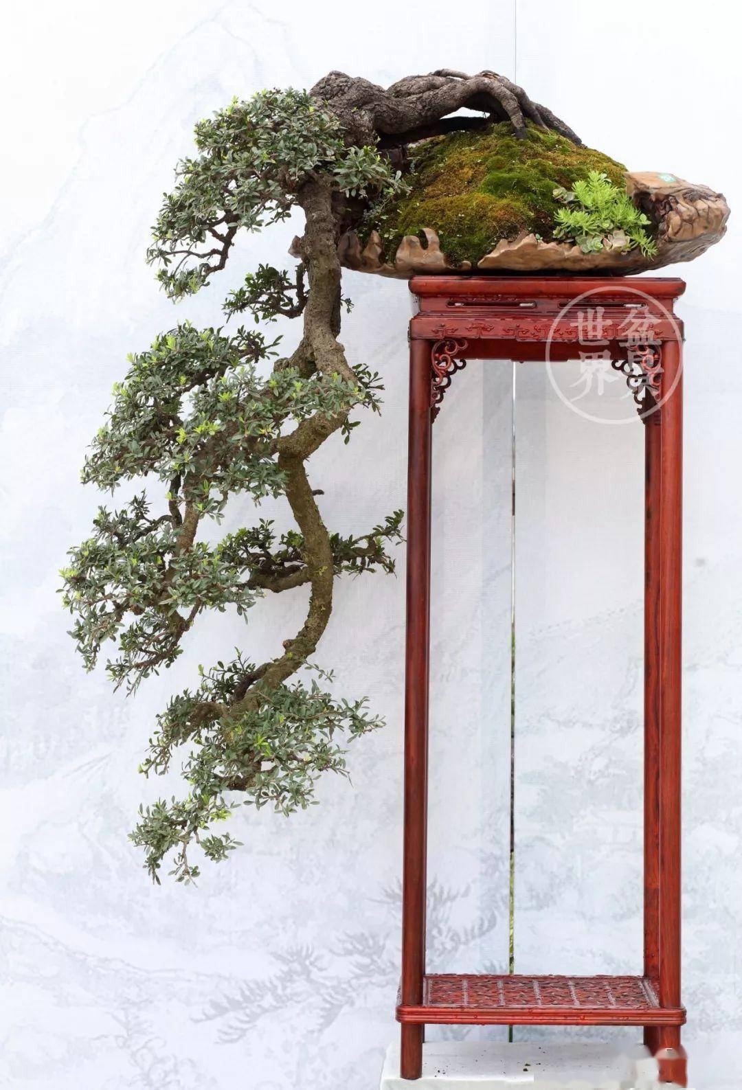 年度佳作丨国际盆景大奖作品全集