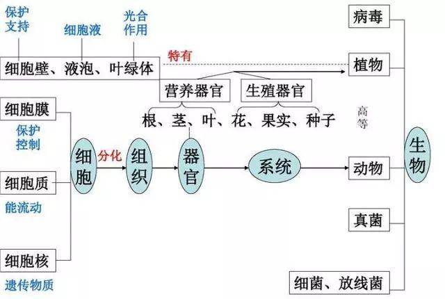 初中生物:12张知识点结构图,帮你理清复习思路!