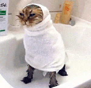 bd1d6dfc21b3439eb8860a791d37f977.gif
