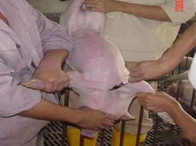 不同阶段猪只的前腔静脉采血技术要领你掌握多少