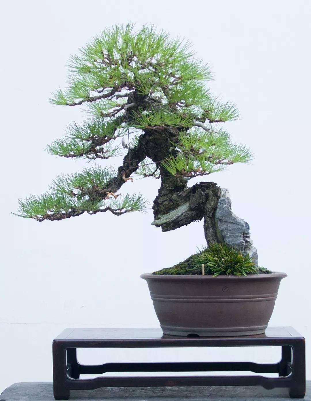 黄敖训大师松树盆景大赏_作品