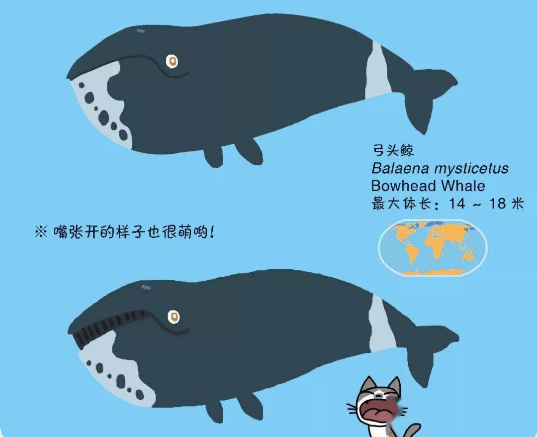 北极宅男——弓头鲸露脊鲸科由于蓝鲸体内有丰富的脂肪,在过去的1 个