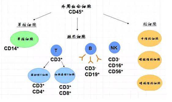 而在免疫细胞中,由t细胞,b细胞和nk细胞组成的淋巴细胞谱系,与以中性