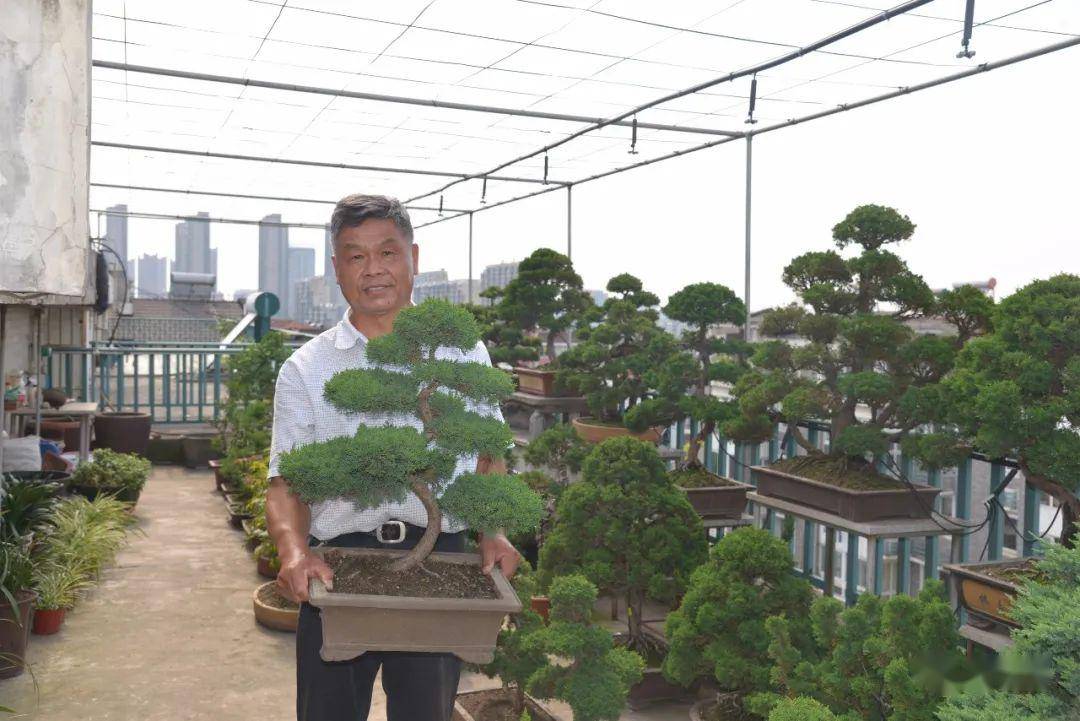 刘建国和他的露台盆景园