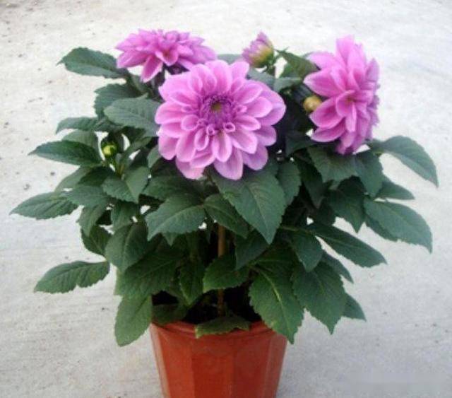 b419296a05c34bff979ed243390da1aa.jpeg