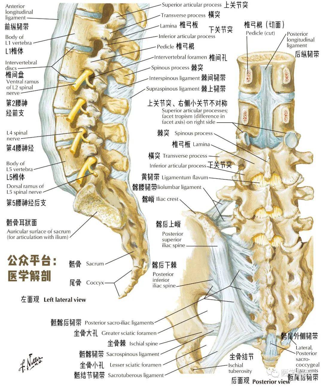 解剖图谱骶椎详细解剖
