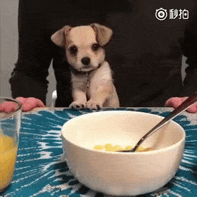 猛男落泪:为什么汪界的小朋友都辣么可爱!_宝宝
