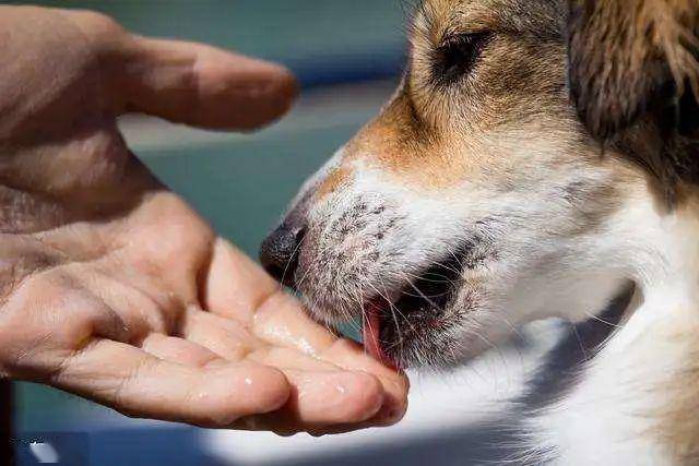 什么是舔狗啊 a4b1b47d37b741c58ca31dbea4131639.jpeg