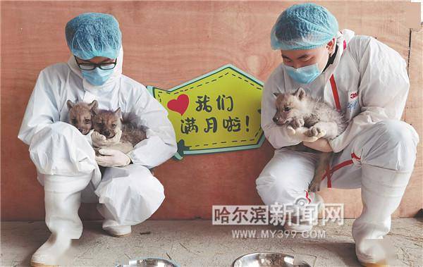 宝宝|全省首例！极地馆北极狼三胞胎满月啦