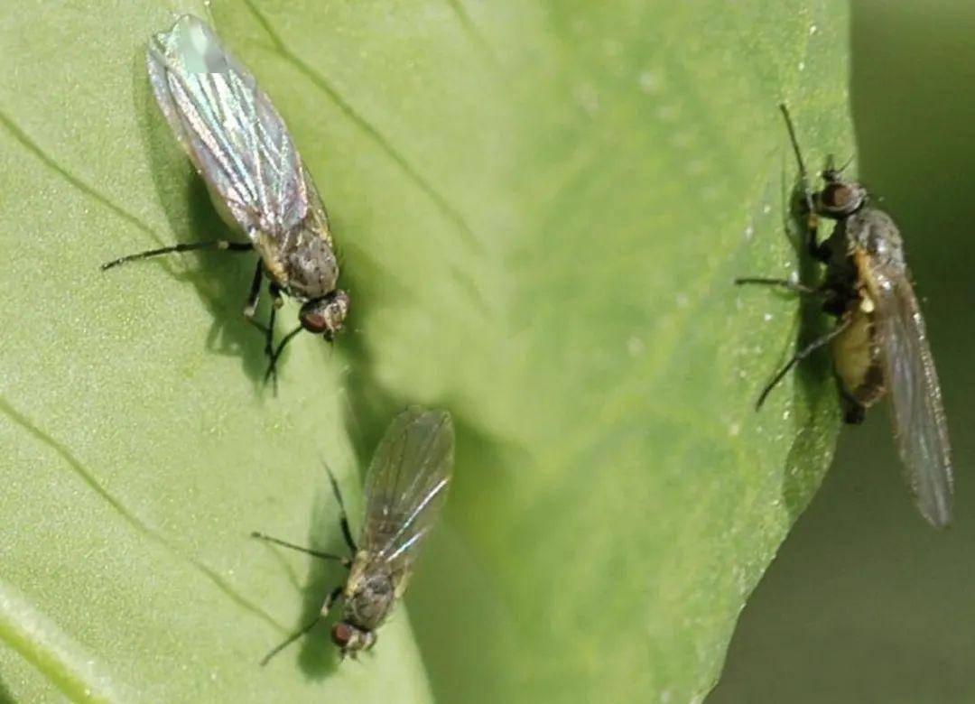 葱斑潜蝇 豌豆彩潜蝇:以幼虫在叶片