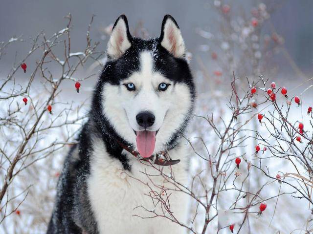 从这个网友经历的事情我们可以看出哈士奇真的很难控制。另外父母对子女