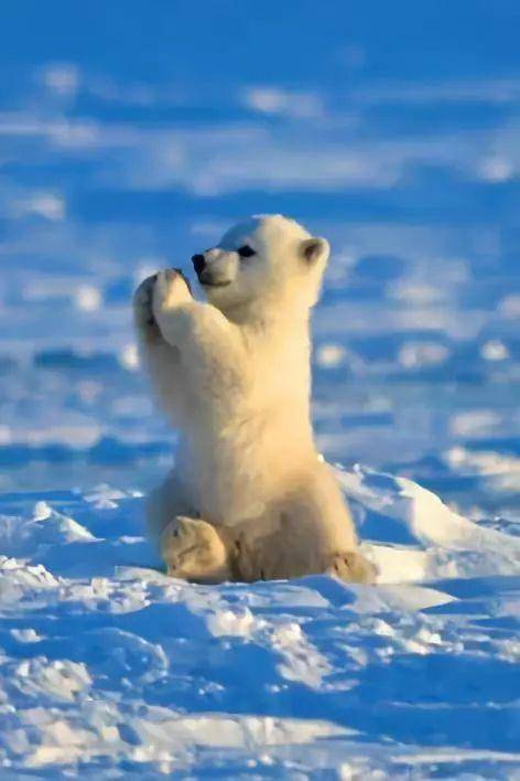 小北极熊的祈祷,太可爱了
