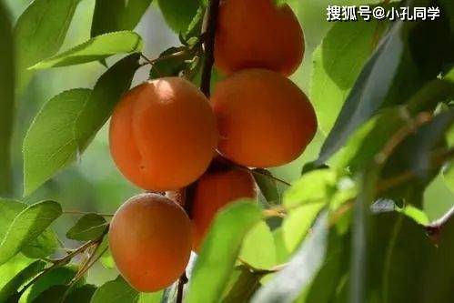 种植什么一亩六七十万