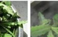 春天的野菜香——刺蓟面片