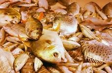 市场博物：湛江遂溪城内市场海鲜（下）-北部湾海鱼