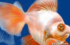 中国人什么鱼都吃，为什么不吃金鱼？今天终于明白了！