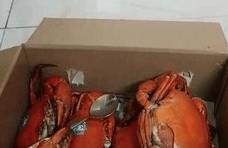 朋友寄来4只螃蟹，剥开竟是“双壳蟹”，嫌弃不吃，原来是极品