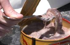 为何鲱鱼罐头令人作呕，却还要批量生产，原来吃对了比牛排还香！