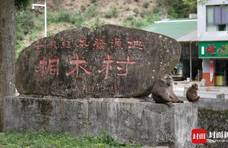 难舍“松香味”：红茶发源地松木禁入 烟熏工艺的留与变