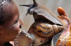 世界最爱吃蜗牛的地区：每年要吃3000万斤蜗牛，如今已形成养殖业