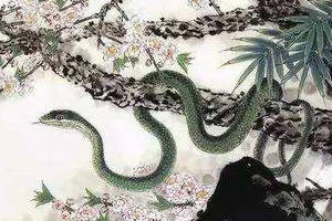这两大生肖与蛇属相不合,勉强在一起难有好结果