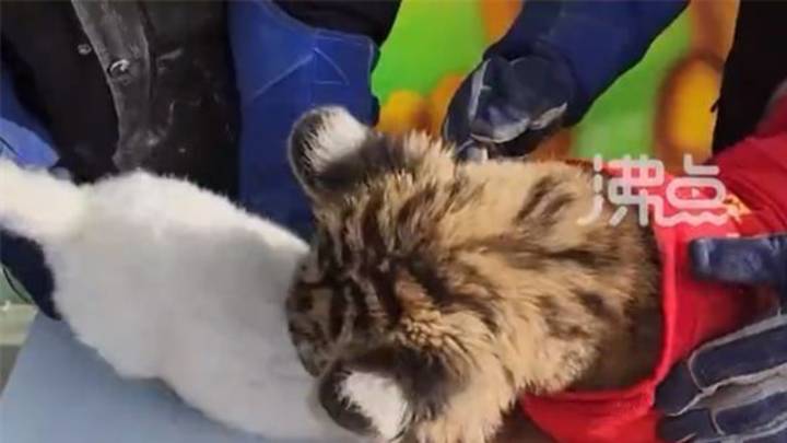 动物园搞虎兔交接仪式,兔子险成年夜饭,你觉得搞笑吗?