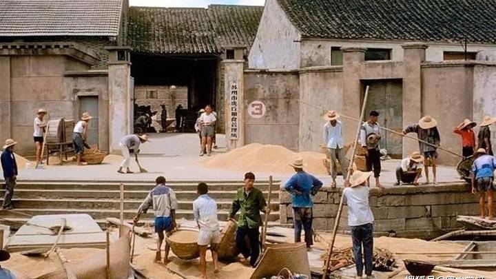 熟透的小麦发黑发芽,农民掉泪,你觉得可惜吗?