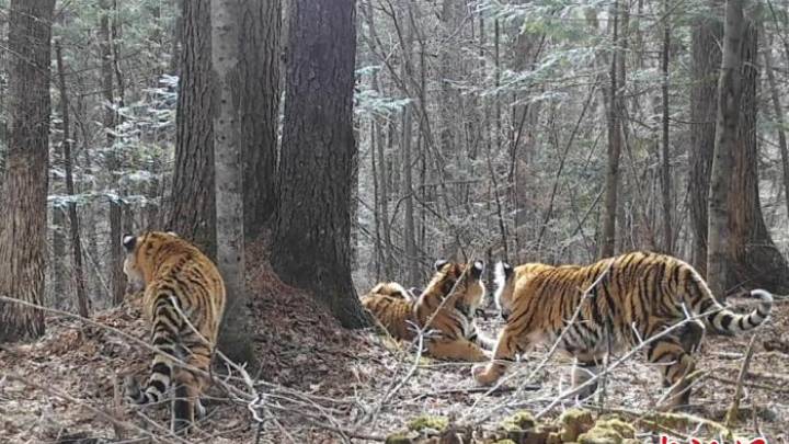 吉林天桥岭发现三只野生东北虎,你敢带娃巡山吗?