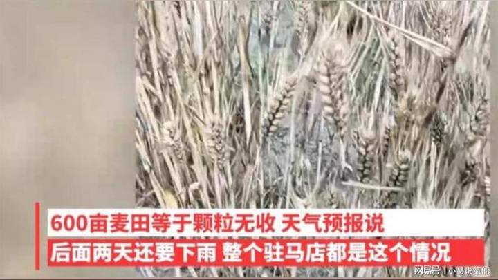 上百台收割机在南阳无法下高速延误收麦,是因连续降雨导致的吗?