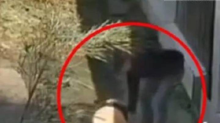 网传饲养员张鑫虐待大熊猫,你相信吗?