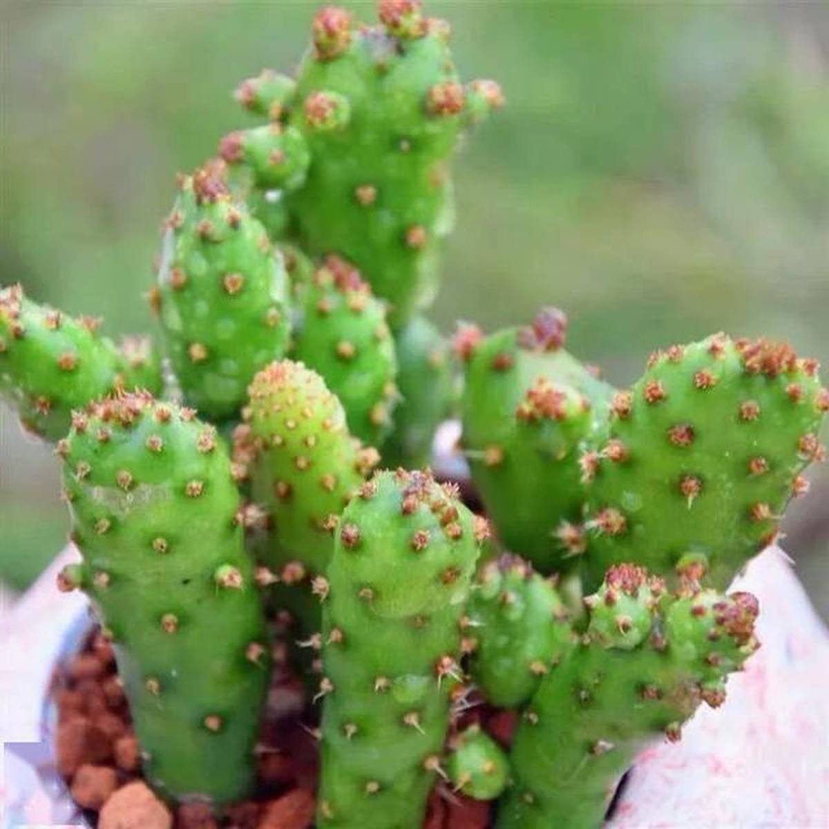 比仙人掌还好养的多肉“姬珊瑚”，既是摇钱树也是招财手