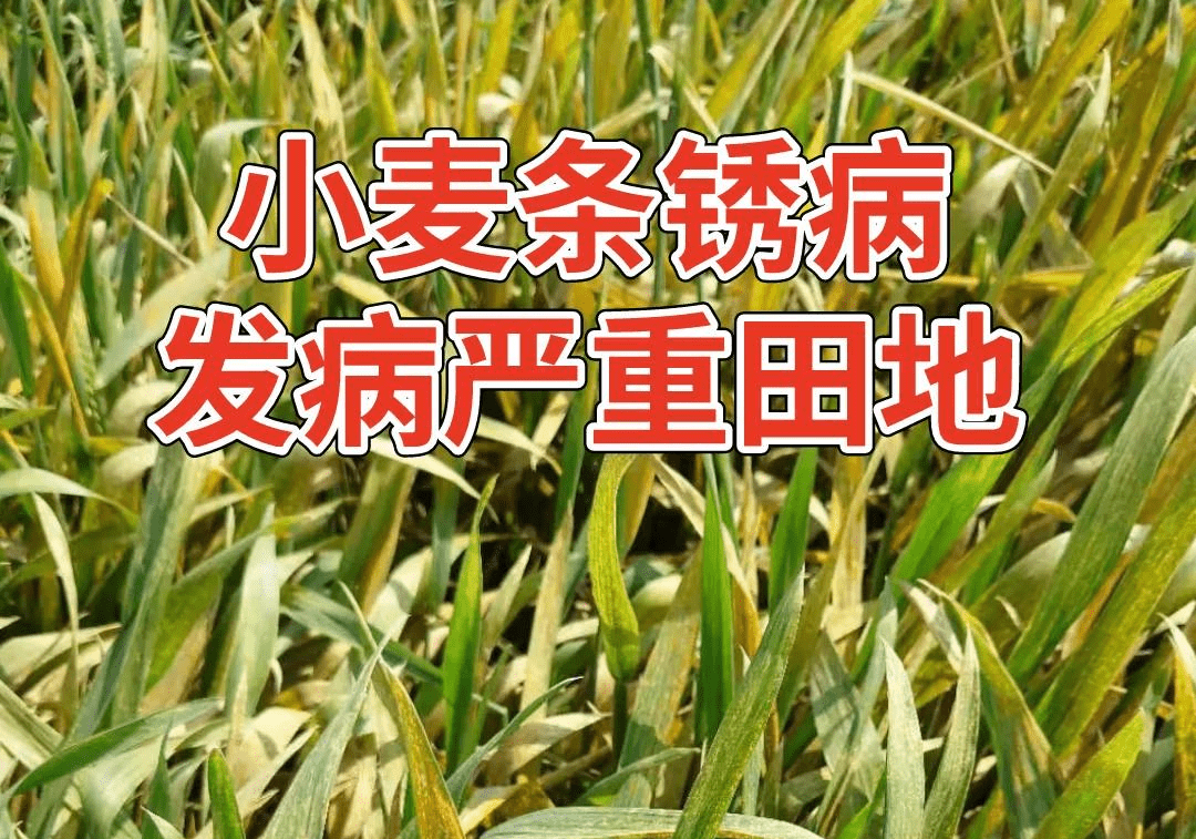 注意近期小麦条锈病多地发生部分地区发生严重大家要及时防治