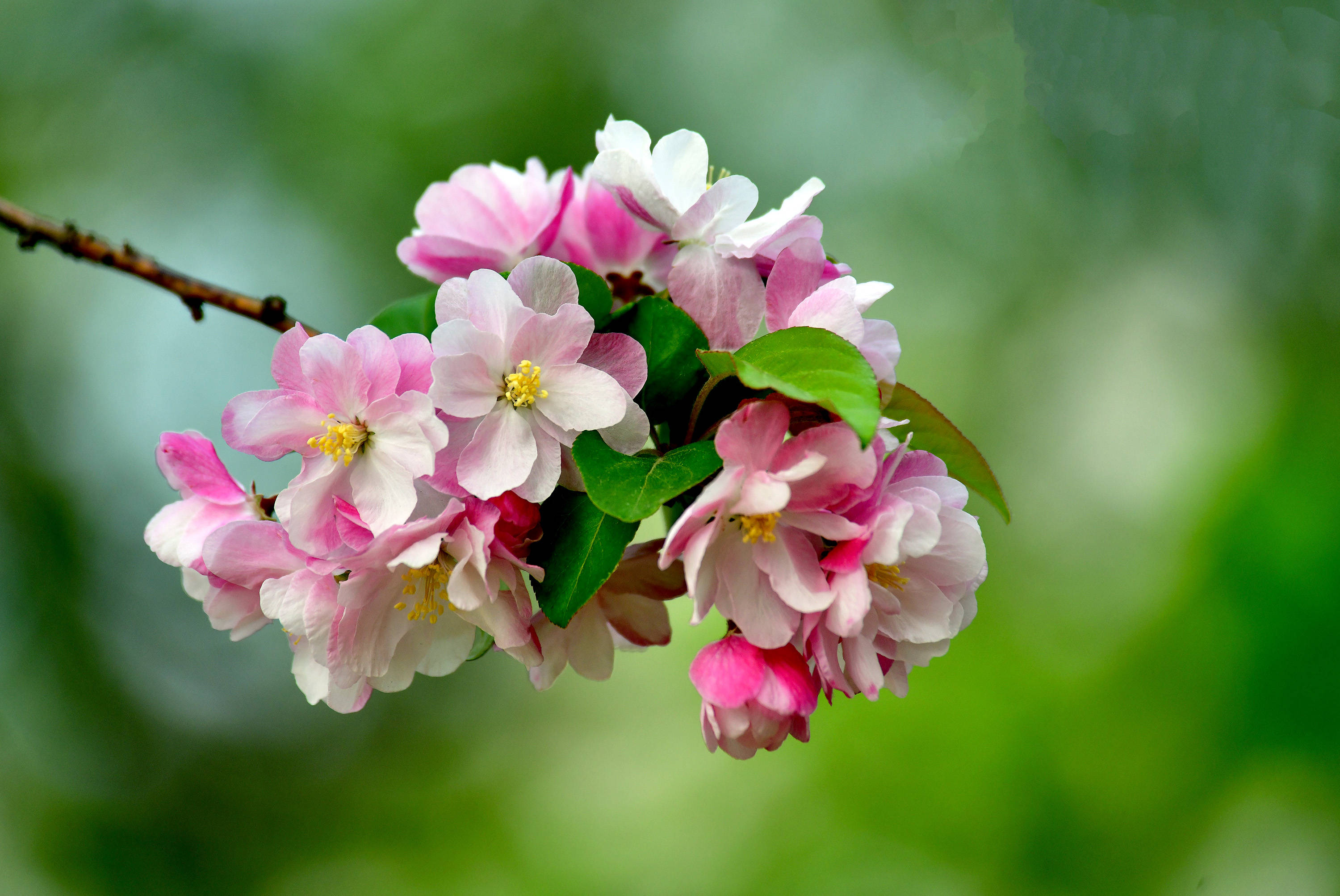 玉棠富贵海棠花