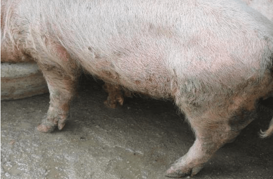 原创猪坏死杆菌病是什么症状表现?猪坏死杆菌病预防措施