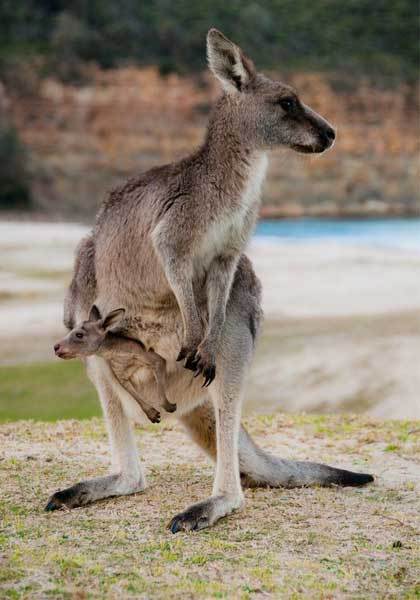 聊聊澳大利亚那些可爱的小动物们_生活