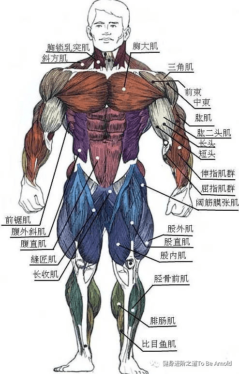 人体肌肉分布及肌群分类