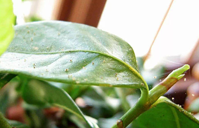 花卉红蜘蛛难防治,加州新小绥螨来助力_叶片