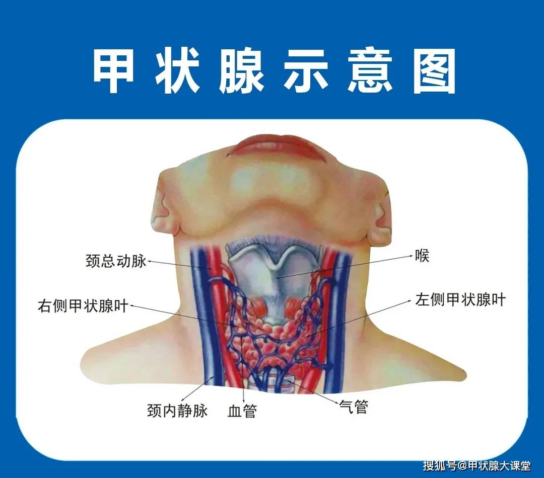 昆明中研甲状腺医院甲状腺示意图