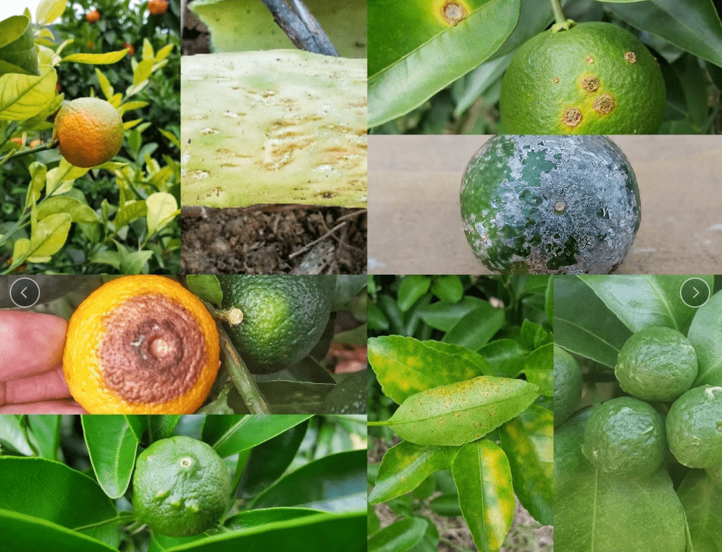 柑橘常见的八种病害,防治时间,用药,果园环境等都是关键!