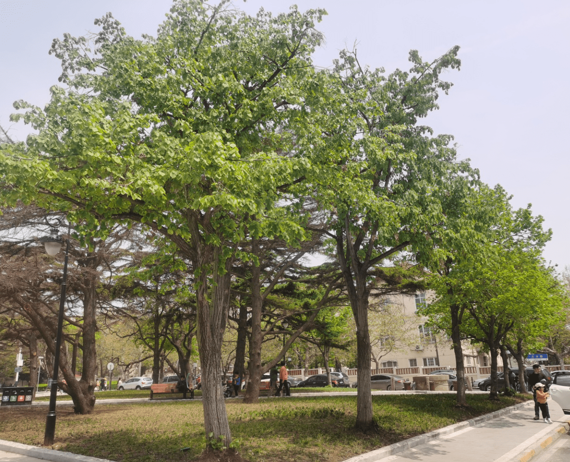 抬头园林青岛地区椴树应用春季调查