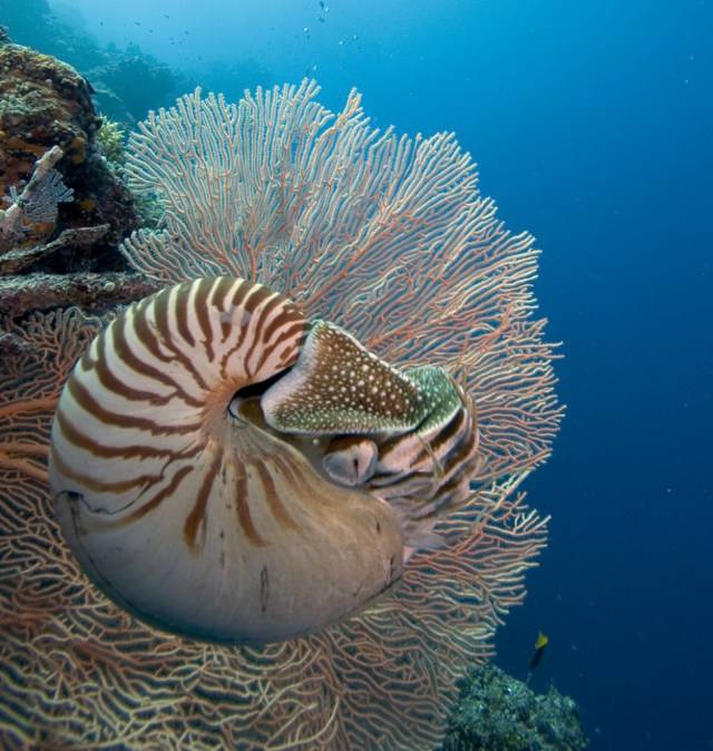 盘点十大最古老的海洋生物至今仍存在于海洋中