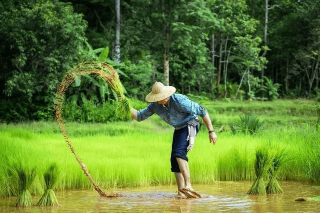 「芒种 风吹麦成浪,蝉鸣夏始忙!_安苗