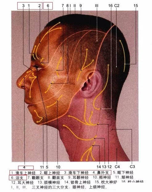 北京彭胜医院:三叉神经的解剖