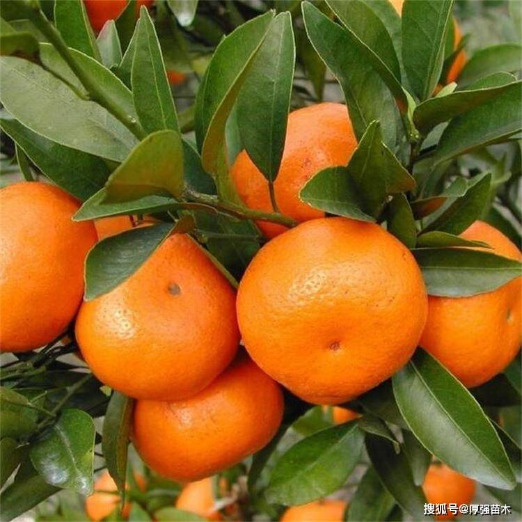 柑橘类果树预防落叶管理,新品种柑橘苗有哪些?柑橘苗批发多少钱一株