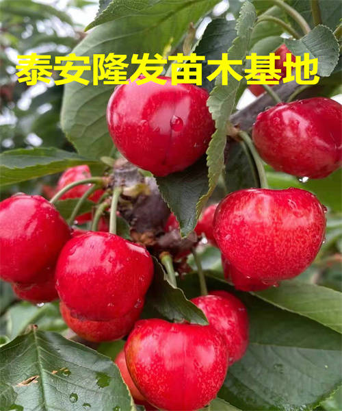 齐早樱桃苗5-6月挂果一个月的优良新品种,市场发展前景巨大