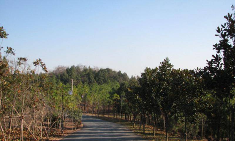 宿迁嶂山森林公园美景