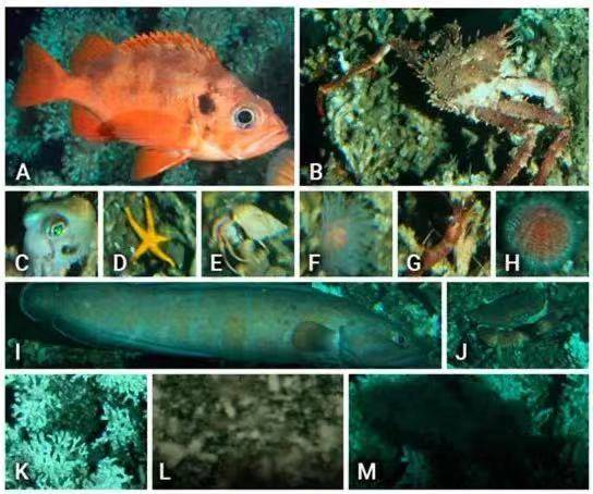 海洋生物检测新方法:视觉数据自动识别分析技术 | mdpi sensors