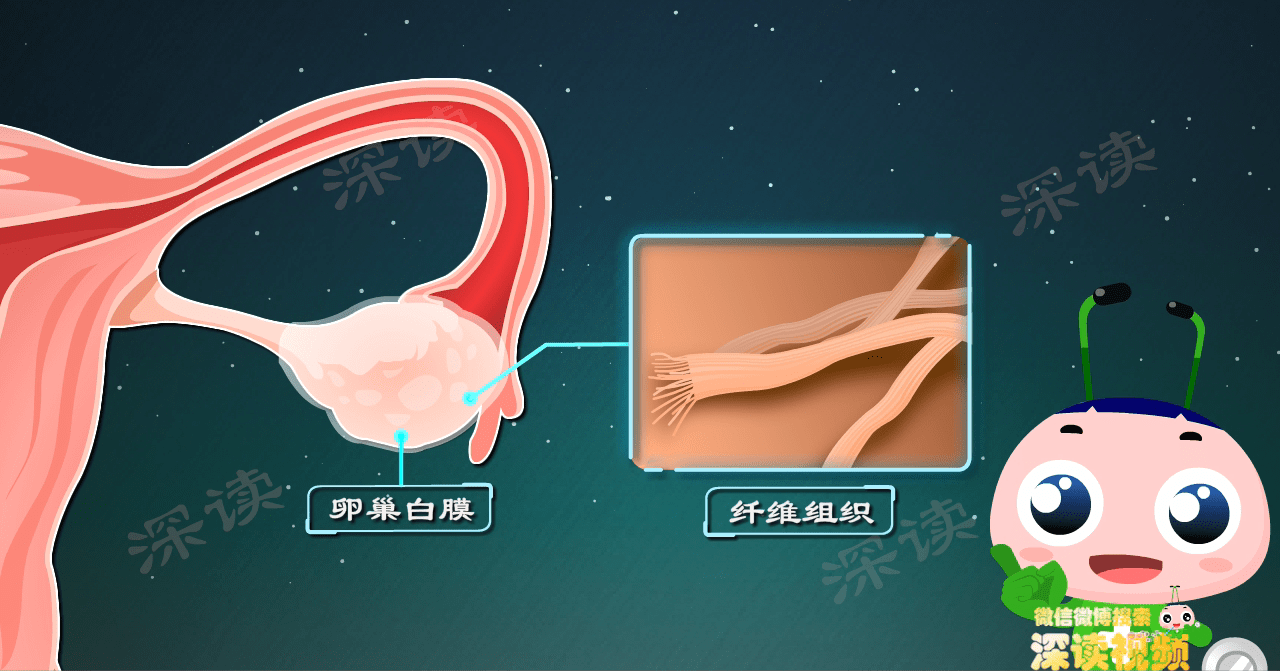镜头拉近,卵巢表面有一层由纤维组织组成的膜,称 卵巢白膜.