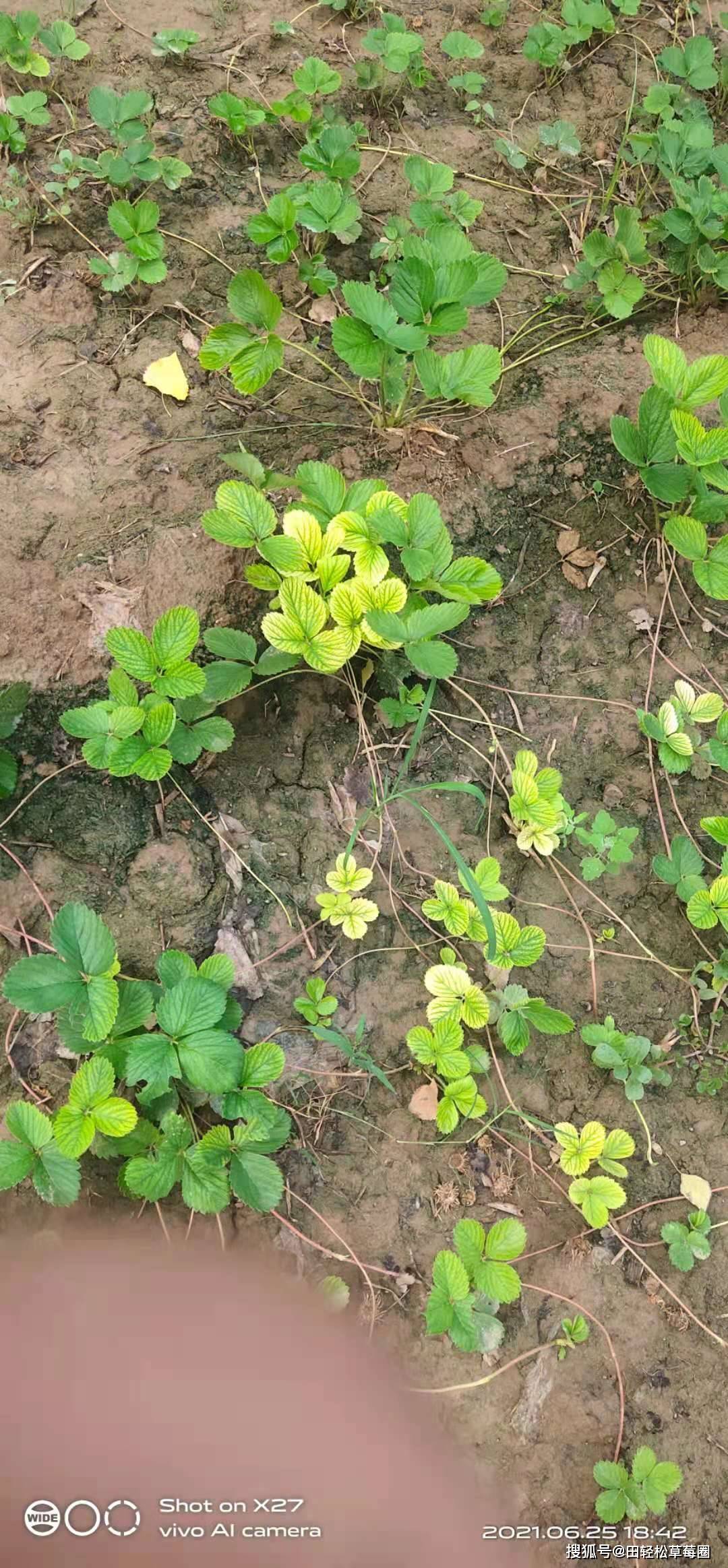 6月份草莓黄萎病草莓叶枯病暴发提早预防上草莓圈