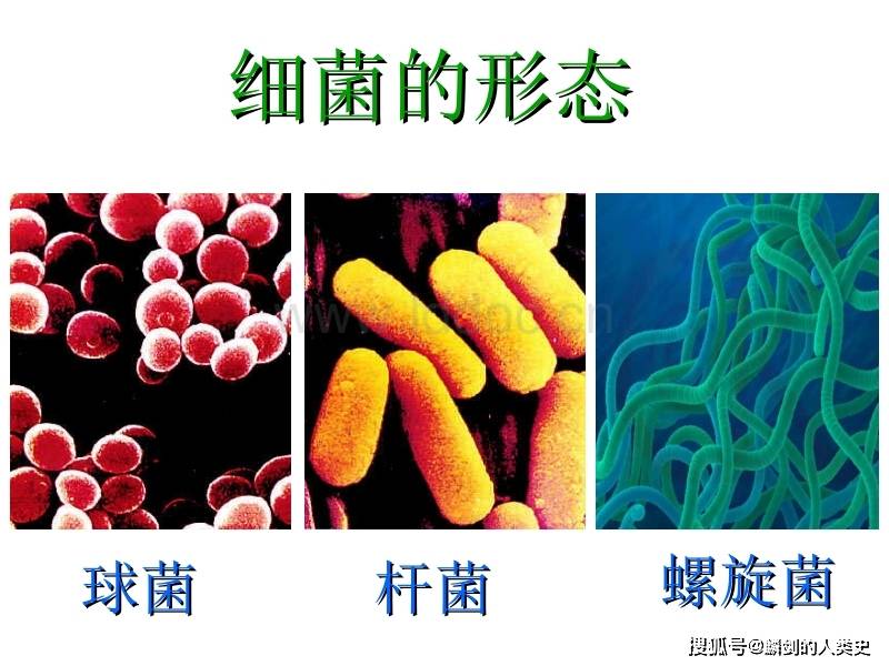 地球生物全系列从单细胞到人类细菌界概述上